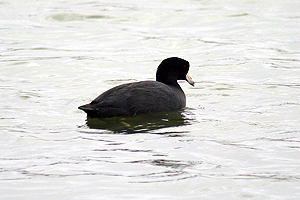 American Coot